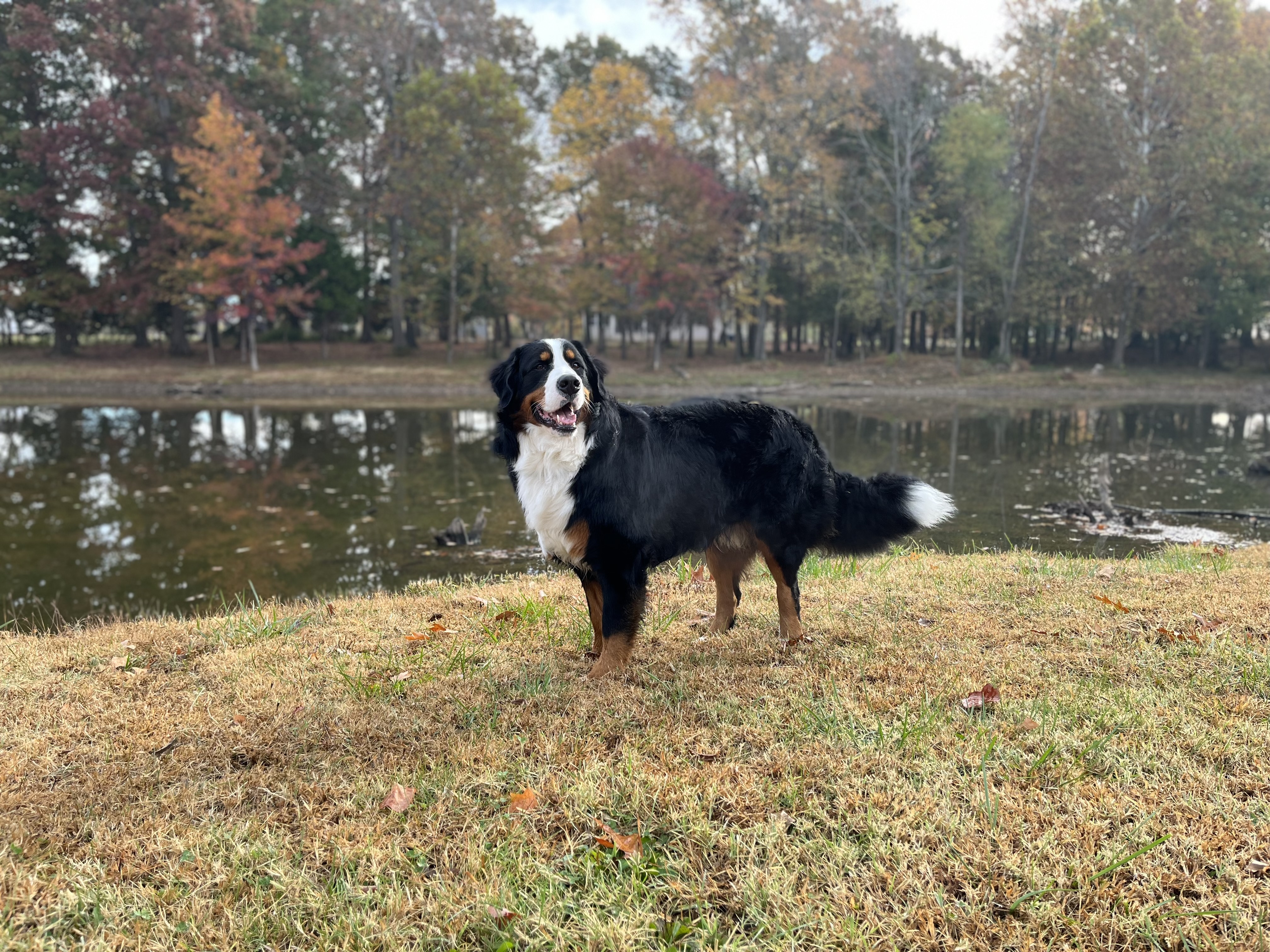 Photo of Tennessee Bernese Mountain Dog Stud named Enzo.