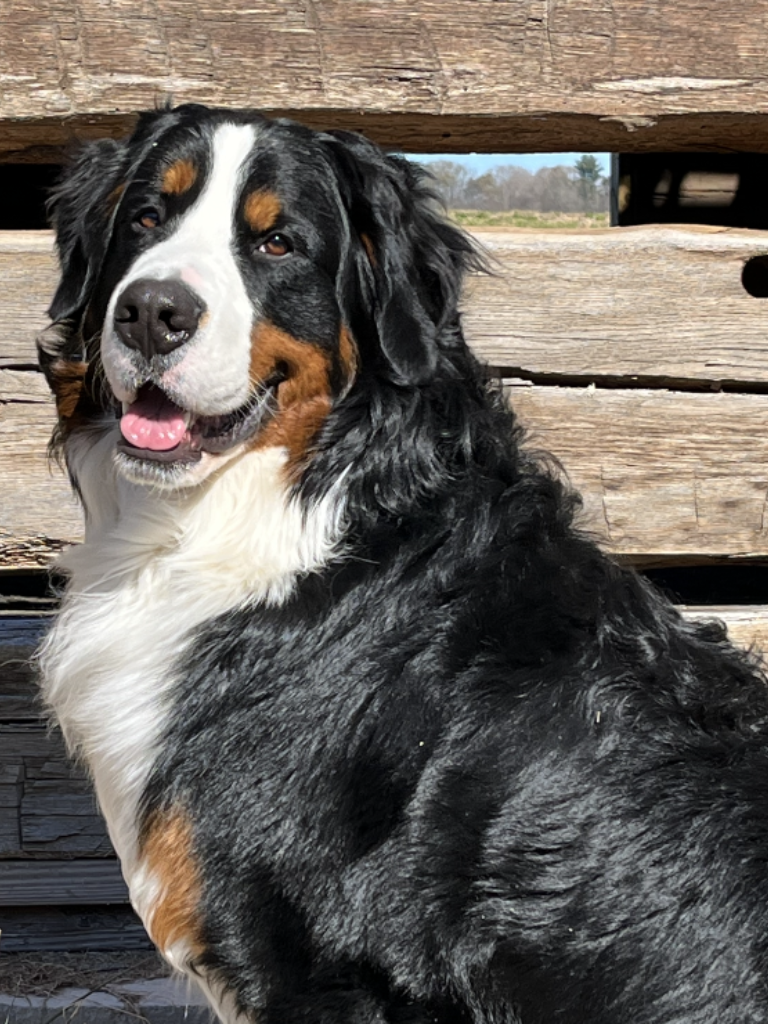 Bernese Stud Enzo